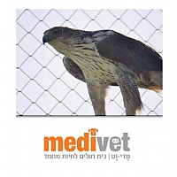 עיט ניצי חי בר כרמל