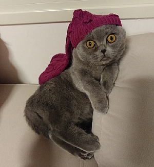 חתול בסוודר